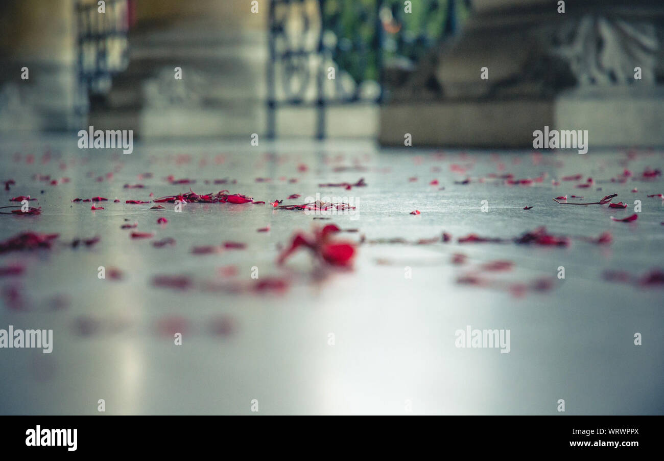 Rose petals on floor hires stock photography and images Alamy