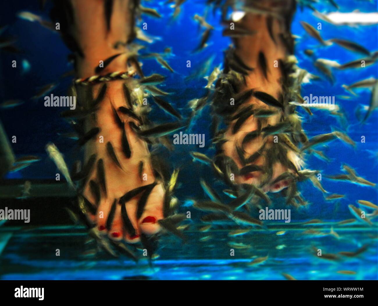 Eating dead fish hires stock photography and images Alamy