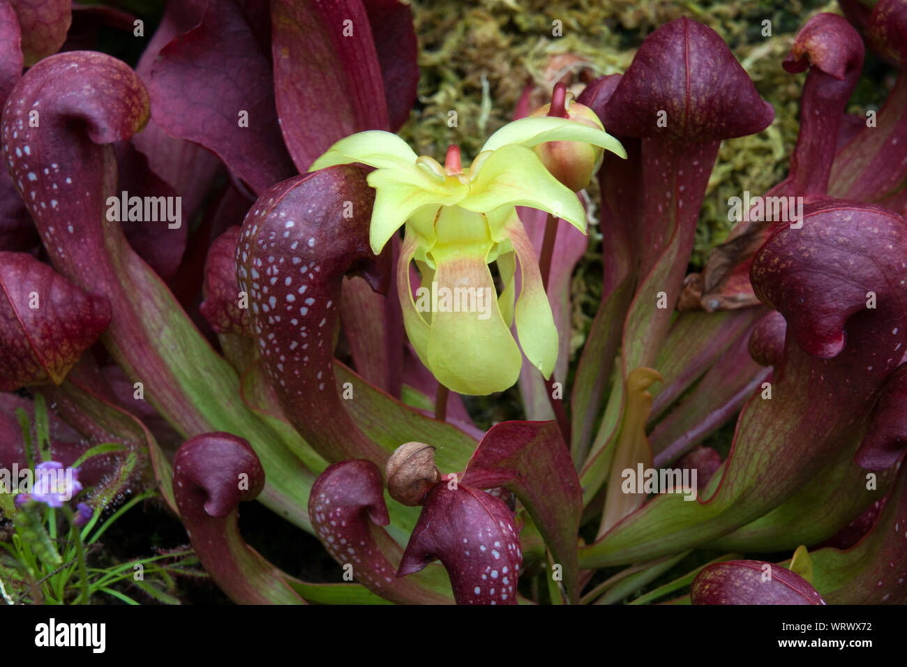 Hooded pitcher plant flowers hi-res stock photography and images - Alamy