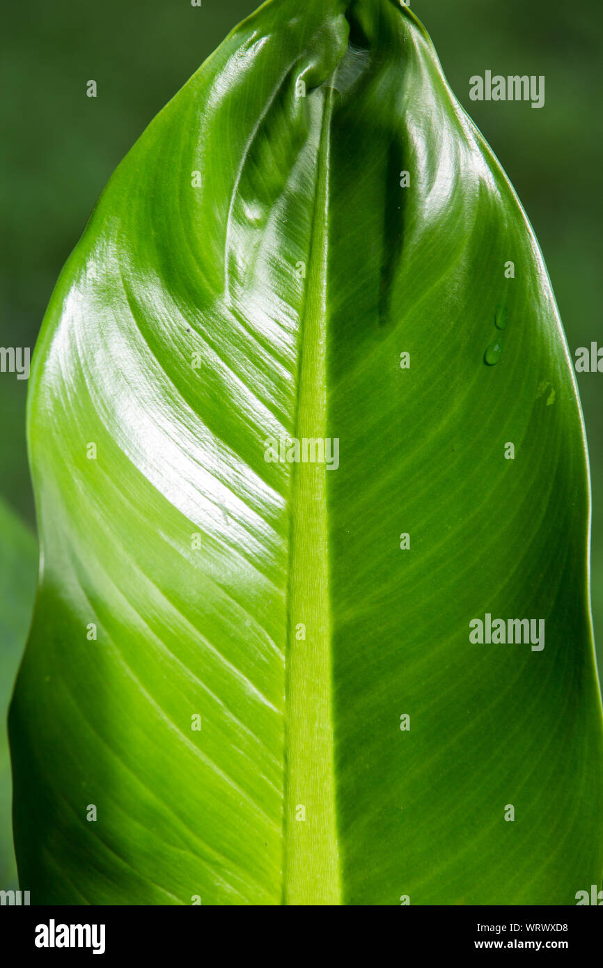 Dieffenbachia  leaf, Green leaf  pattern Stock Photo