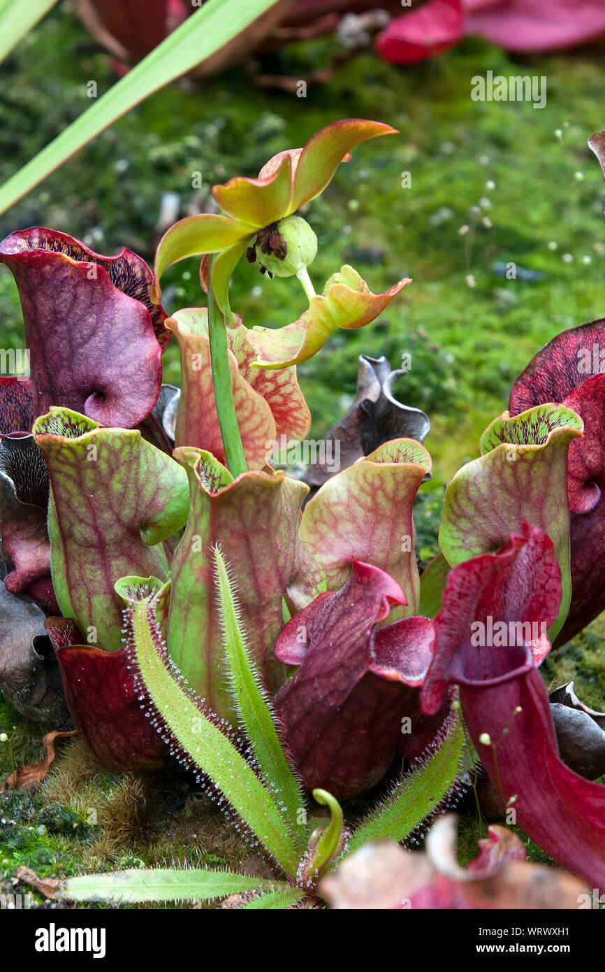 Sydney Australia, pitcher plant with flower stem and sundew plant Stock