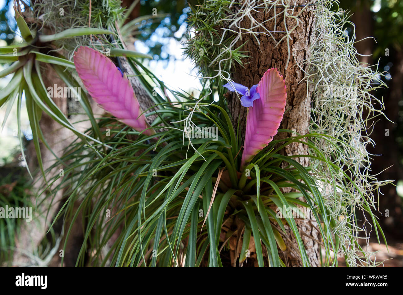 Sydney Australia, quill of  Wallisia cyanea or pink quill plant Stock Photo