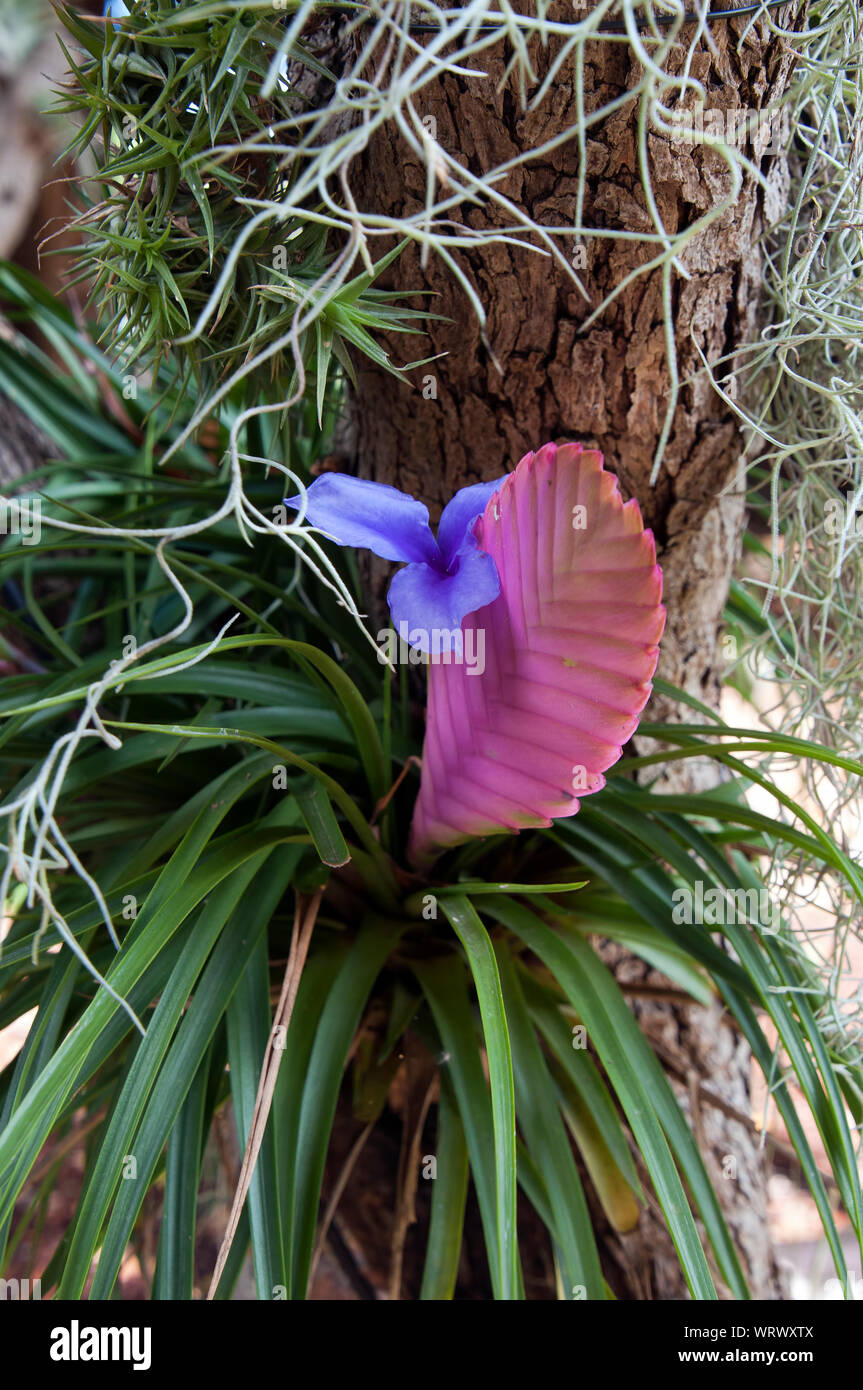 Sydney Australia, quill of  Wallisia cyanea or pink quill plant Stock Photo