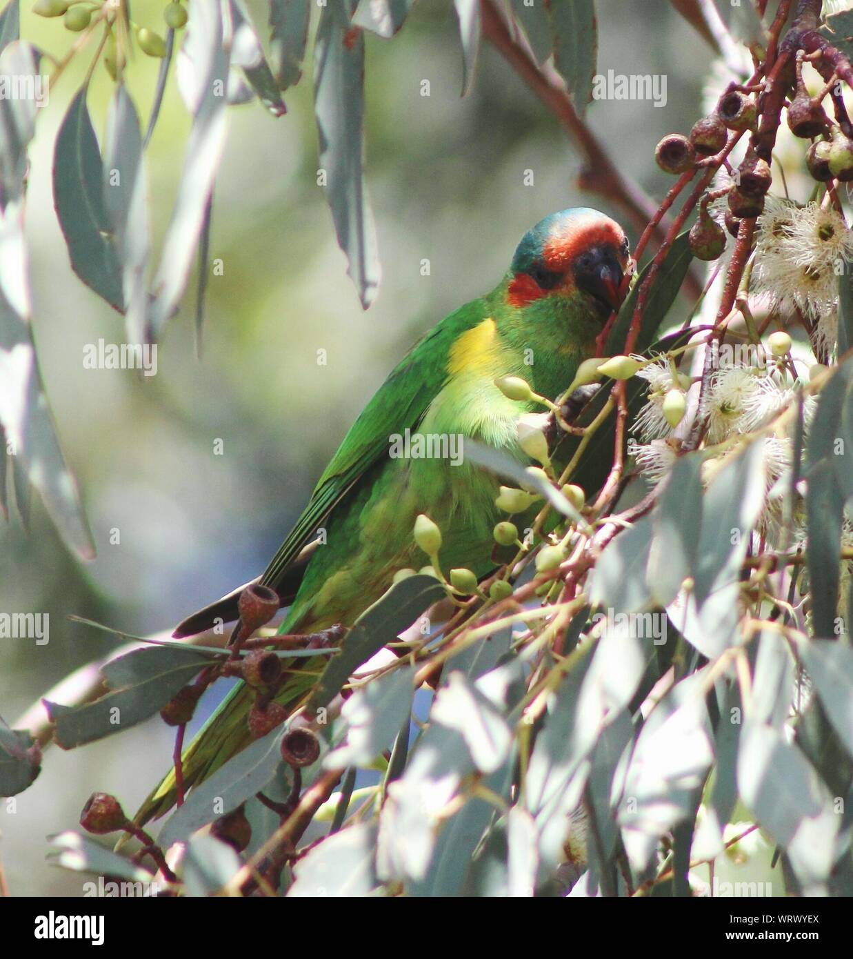 Green Bird Perching On Tree Stock Photo