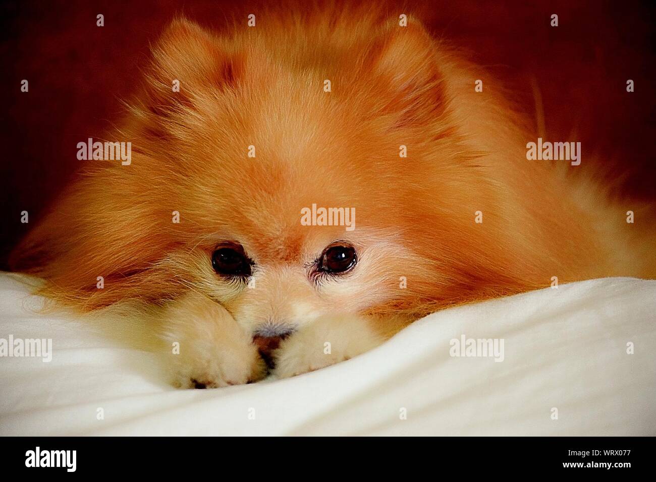 Portrait Of Pomeranian Dog Sleeping On Pillow Stock Photo