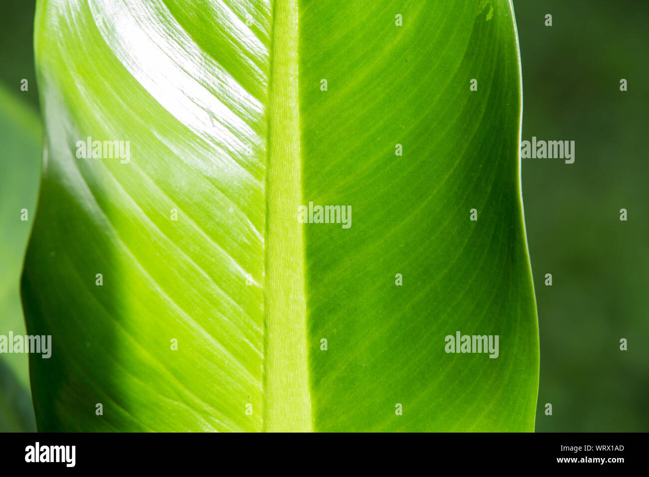 Dieffenbachia  leaf, Green leaf  pattern Stock Photo