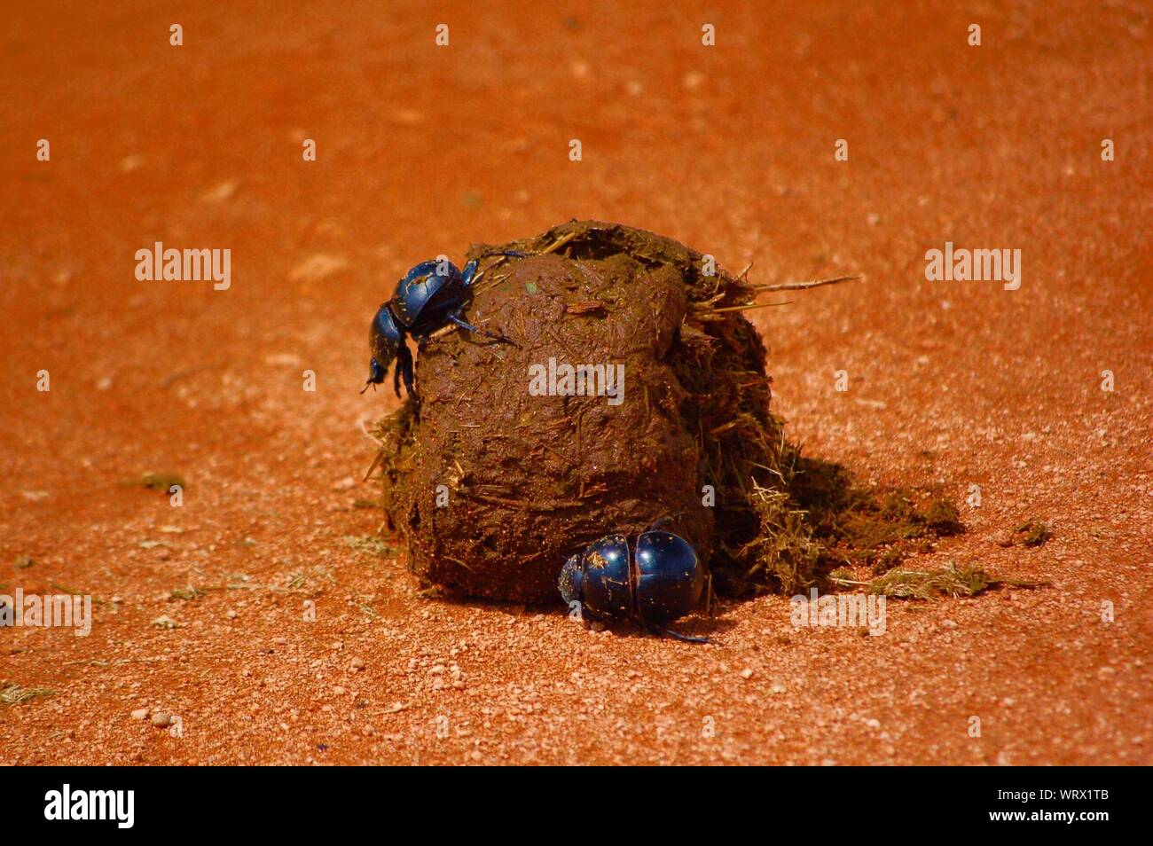 Close-up Of Dung Beetles Stock Photo