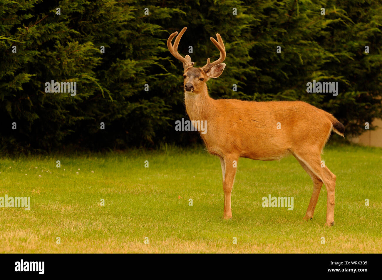 Undomesticated animals hi-res stock photography and images - Alamy