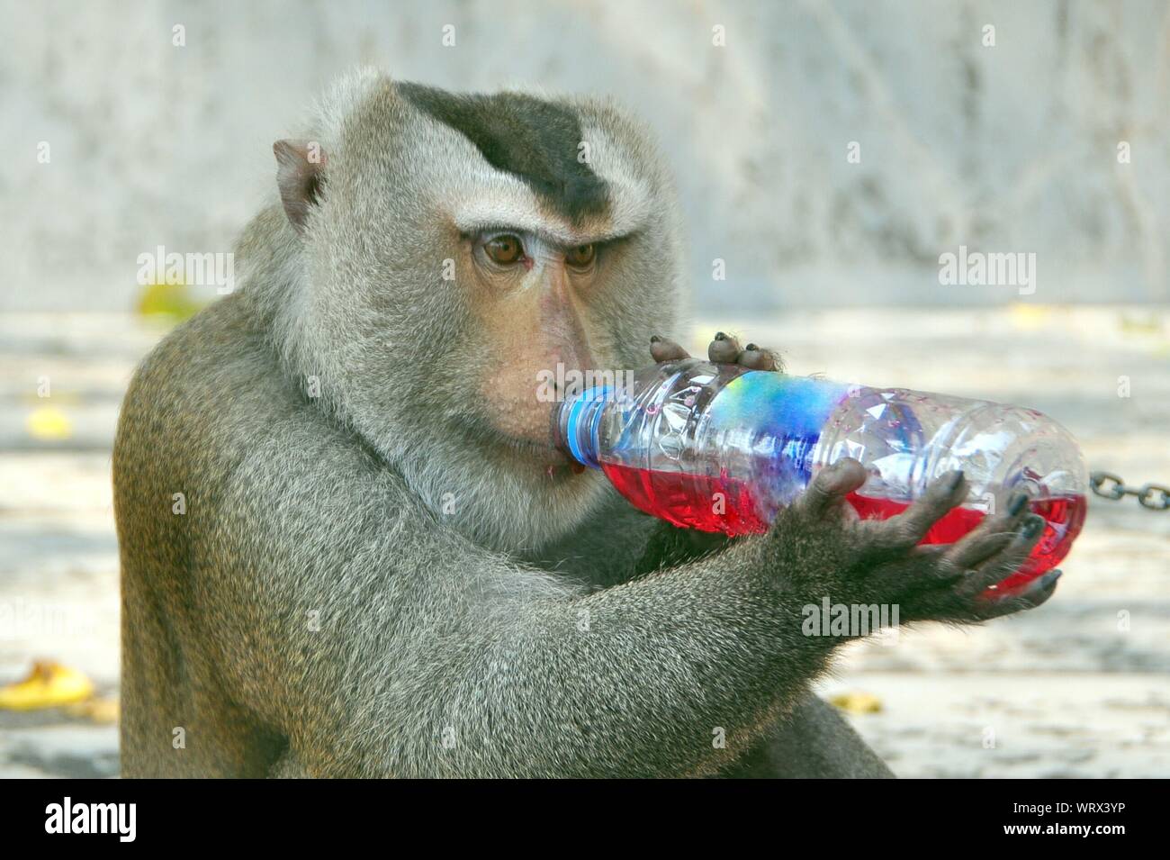 Cute monkey drinking hi-res stock photography and images - Alamy