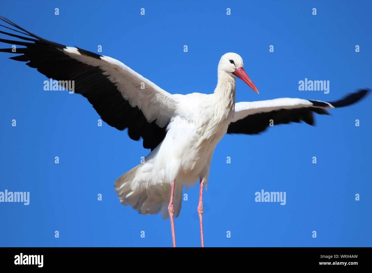 Low Angle View White Stork Flying Against Blue Sky Stock Photo