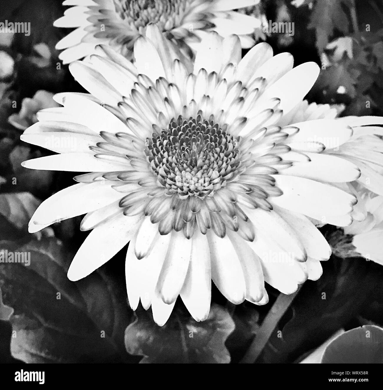 Daisy gerbera Black and White Stock Photos & Images - Alamy
