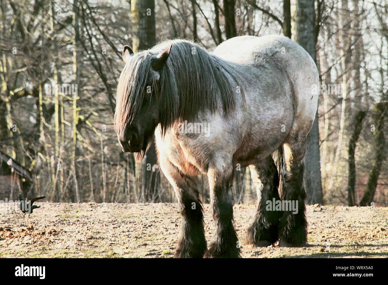 Dwarf Horse High Resolution Stock Photography and Images - Alamy