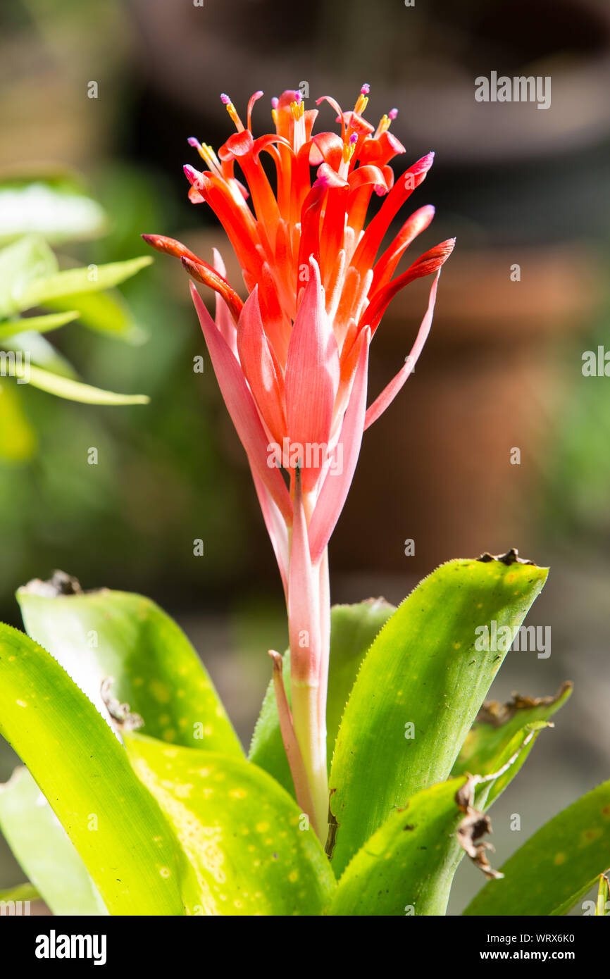 Bromeliad flower in the garden, Close up Stock Photo