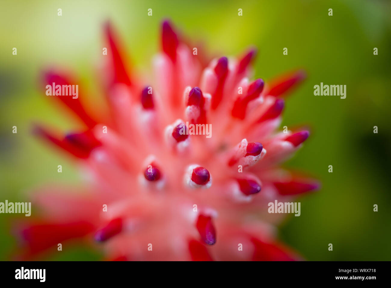 Bromeliad flower blooming in blurred garden, Close up and Marco shot Stock Photo
