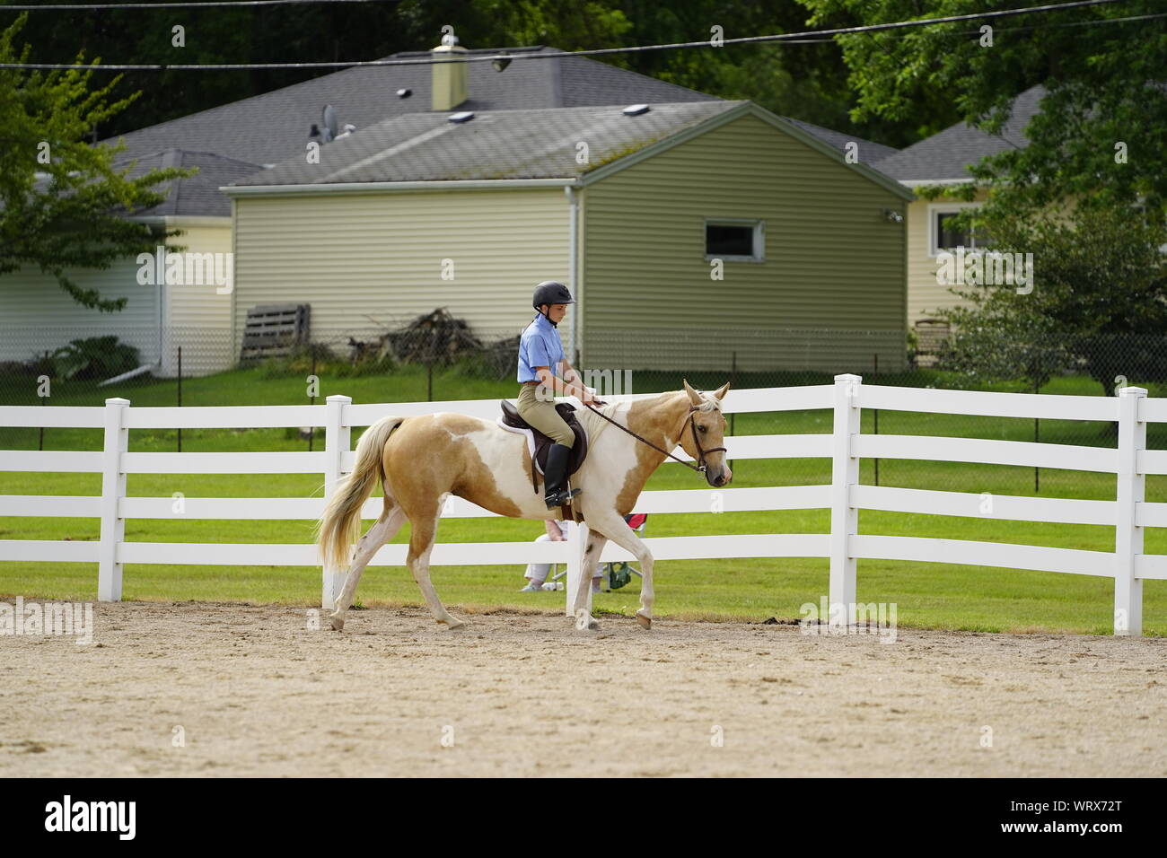 Visual Reference: County Show Horse Stallion Hi Res Stock Photography And Images
