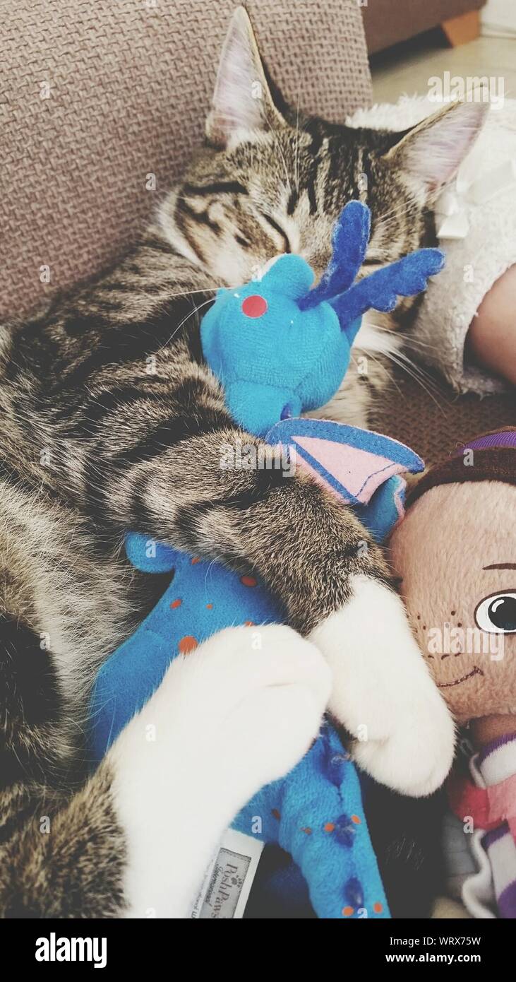 cat sleeping with stuffed animal
