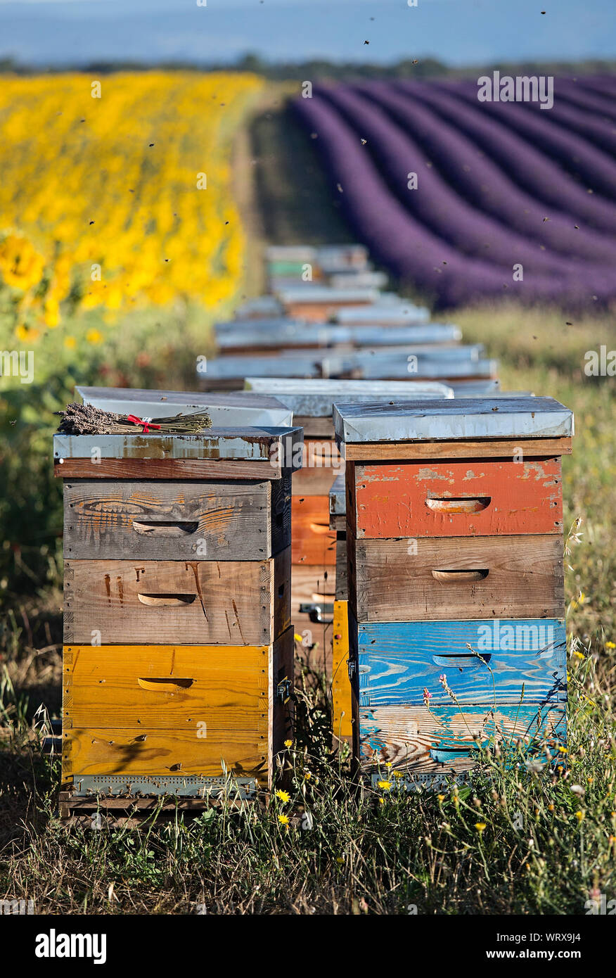 Apiary crops hi-res stock photography and images - Alamy