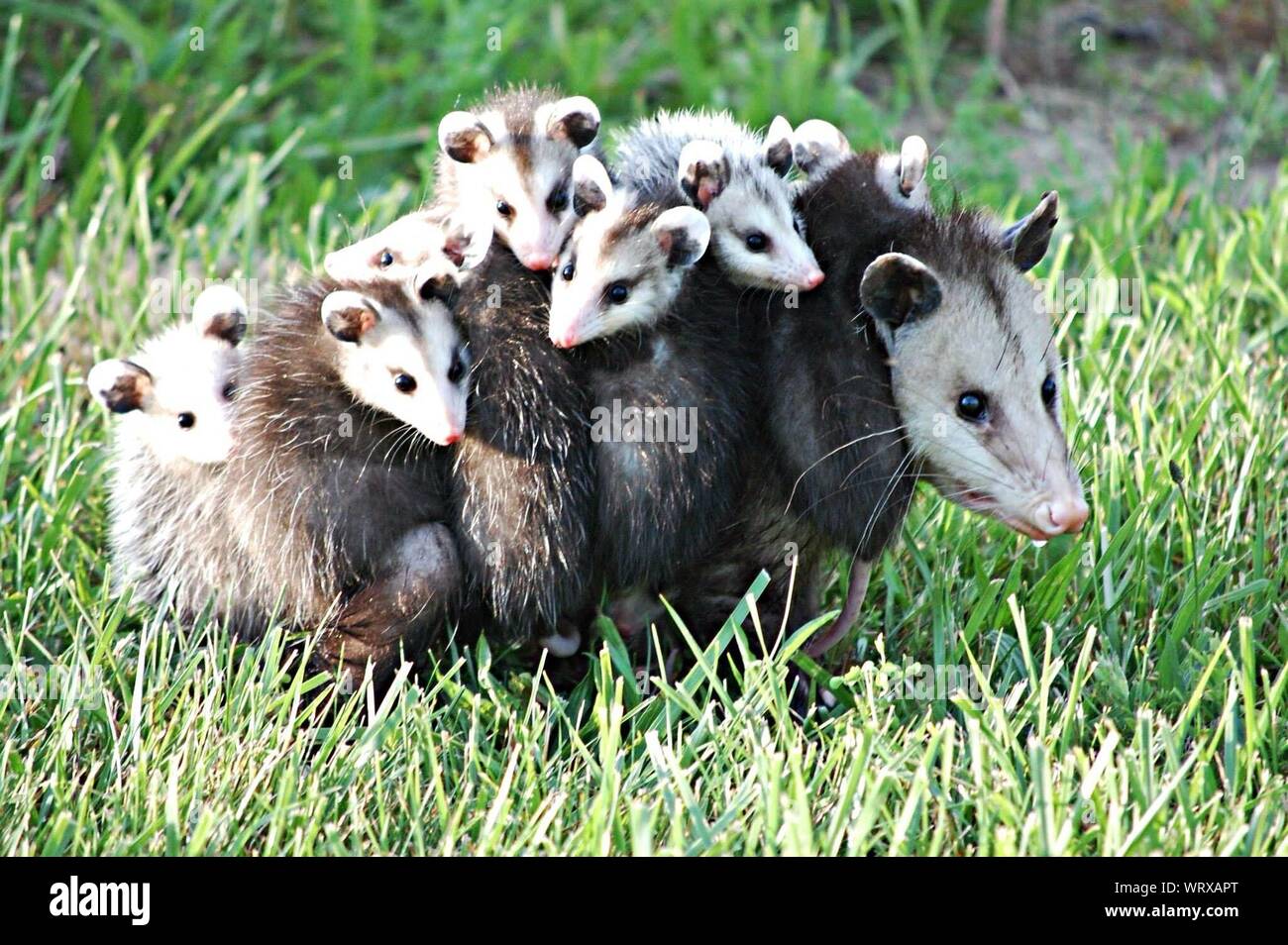 Cute Possum Family Stock Photo
