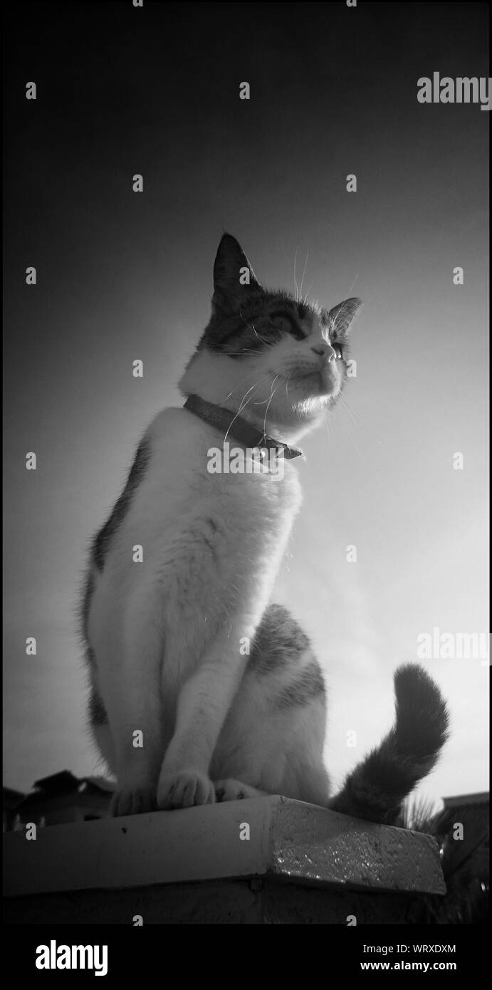 On ledge Black and White Stock Photos & Images Alamy