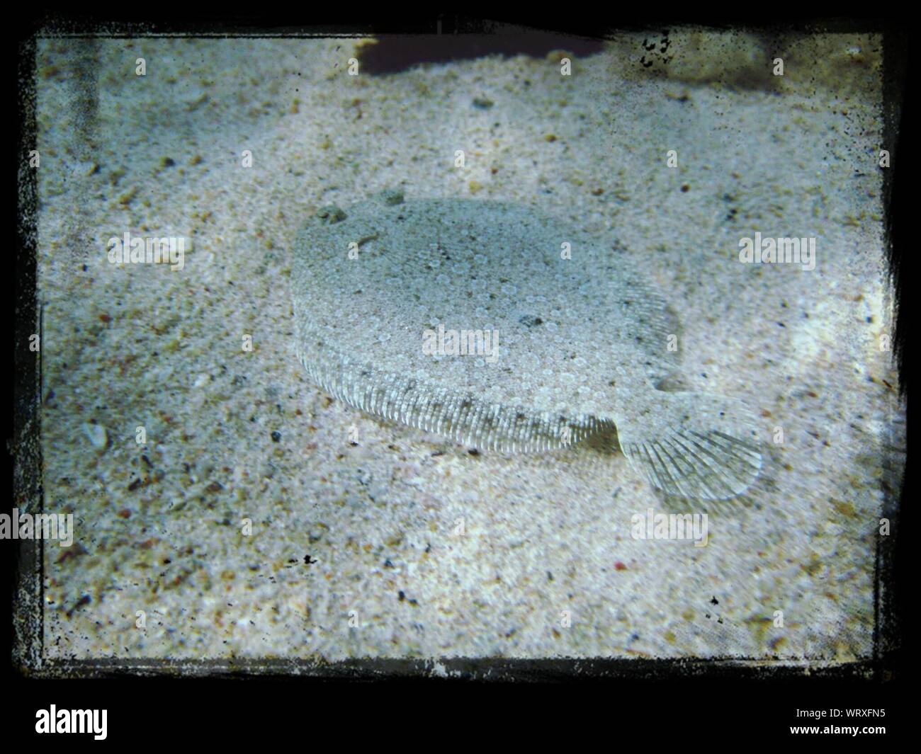 New Zealand Sand Flounder Swimming In Sea Stock Photo Alamy