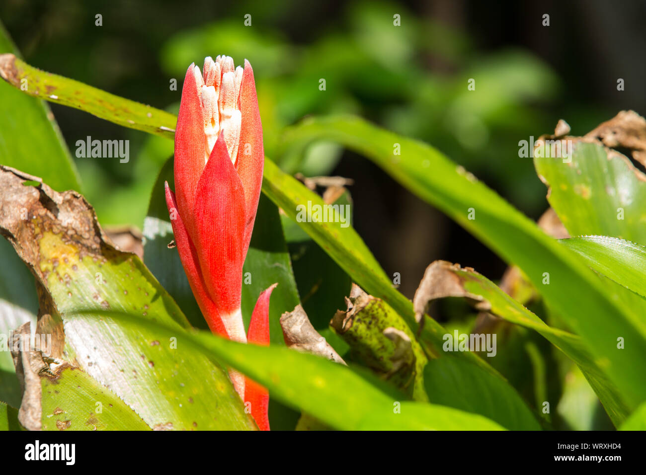 Bromeliad flower in the garden, Close up Stock Photo