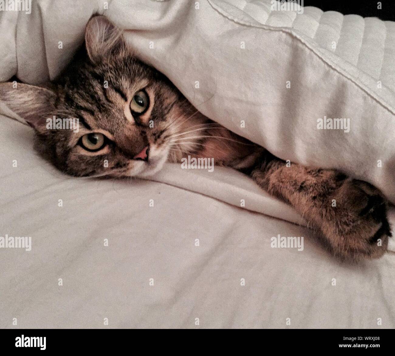 Portrait Of Tabby Cat Under Sheet On Bed At Home Stock Photo Alamy
