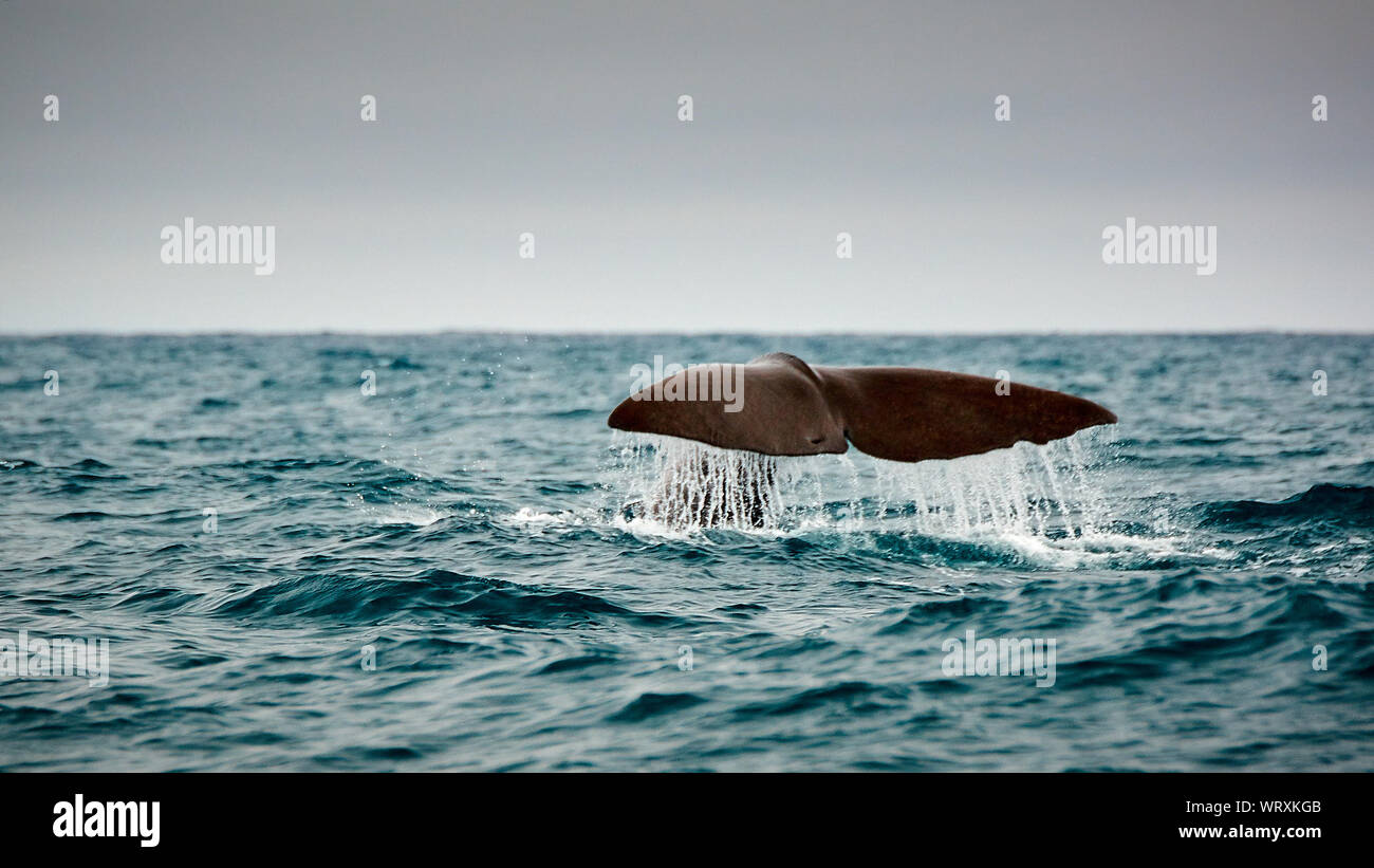 Tail of humpback whale hi-res stock photography and images - Alamy