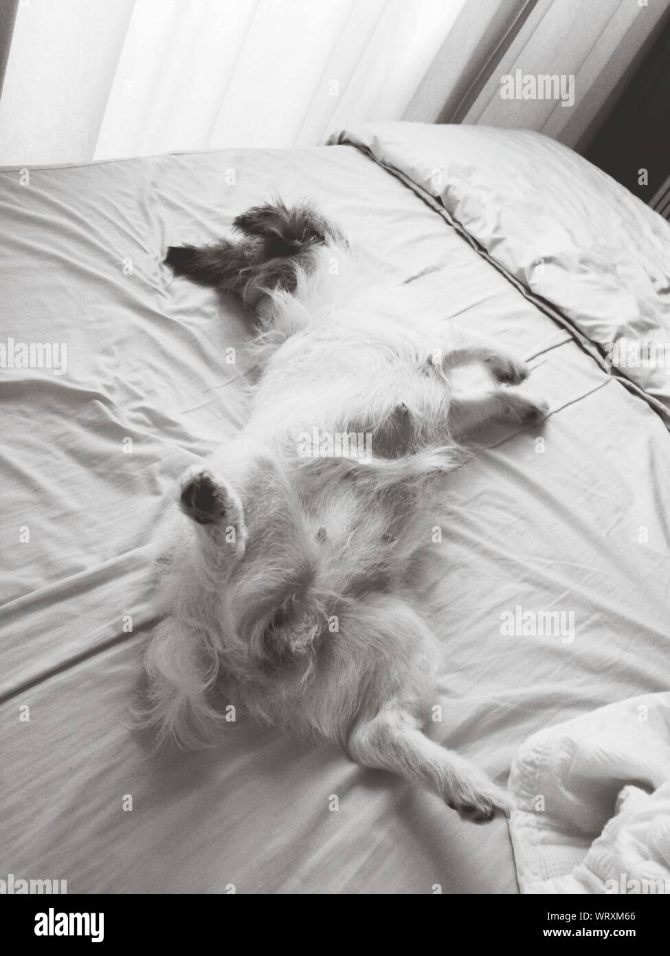 Dog In Bed Stock Photo Alamy