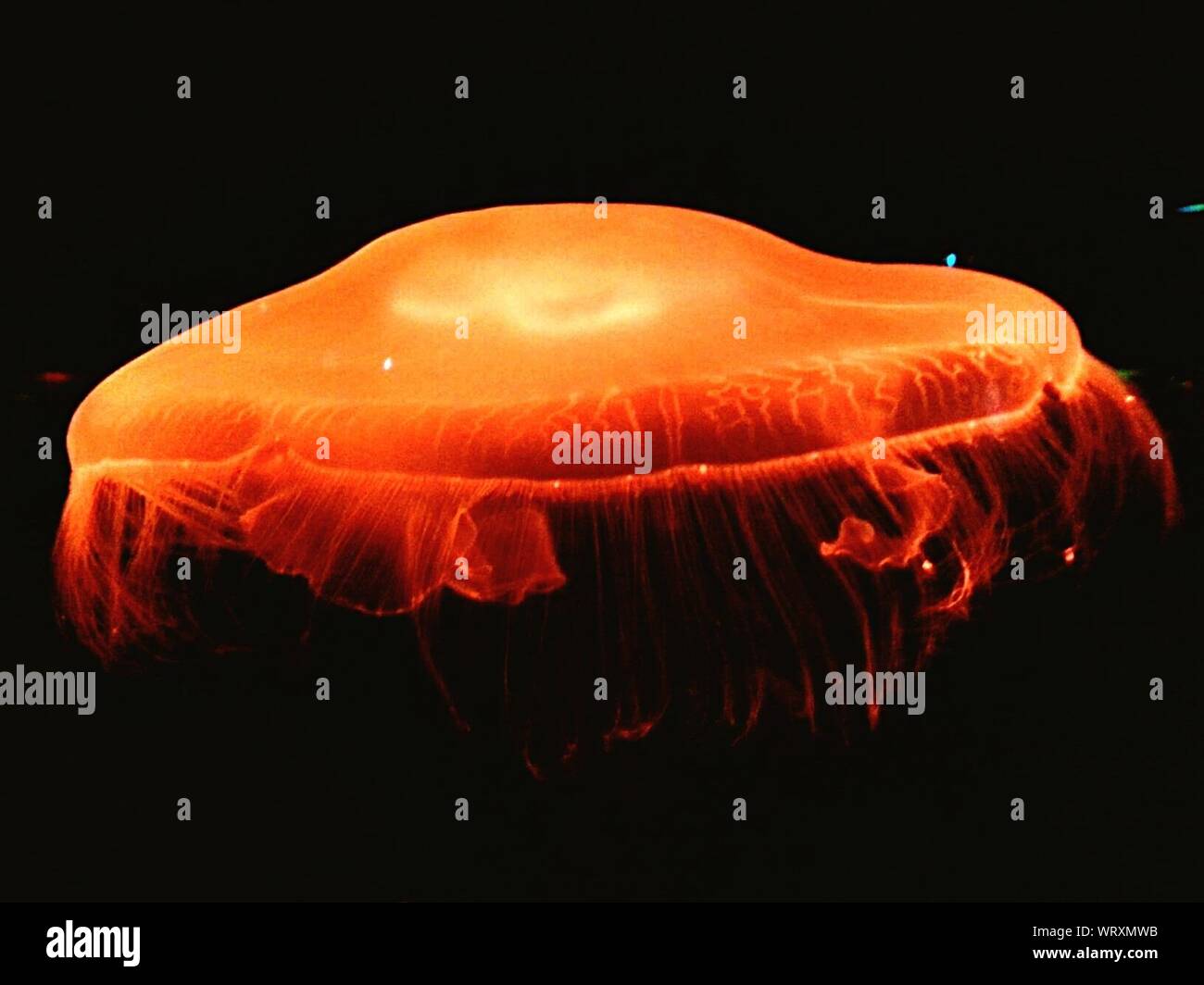 Close-up Of Orange Jellyfish In Aquarium Stock Photo