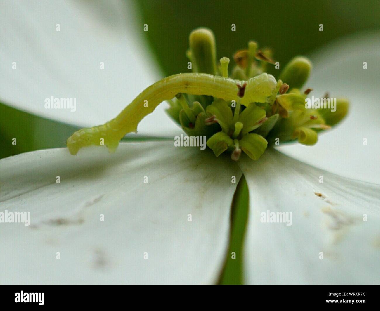 Inchworm hi-res stock photography and images - Alamy