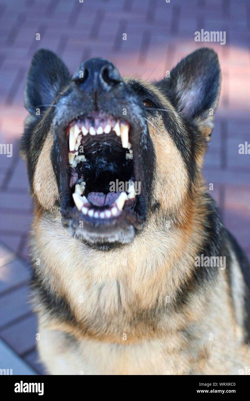 Close up german shepherd barking hires stock photography and images