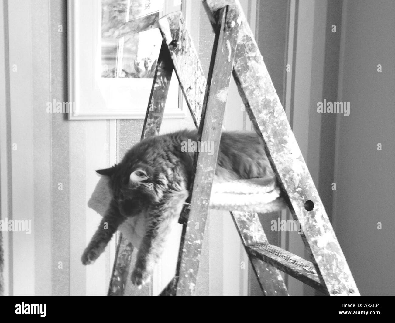 Cat on the ladder hires stock photography and images Alamy