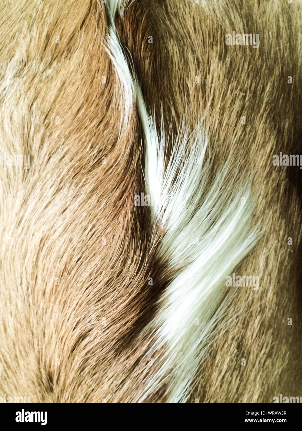 Full Frame Shot Of Animal Hair Stock Photo