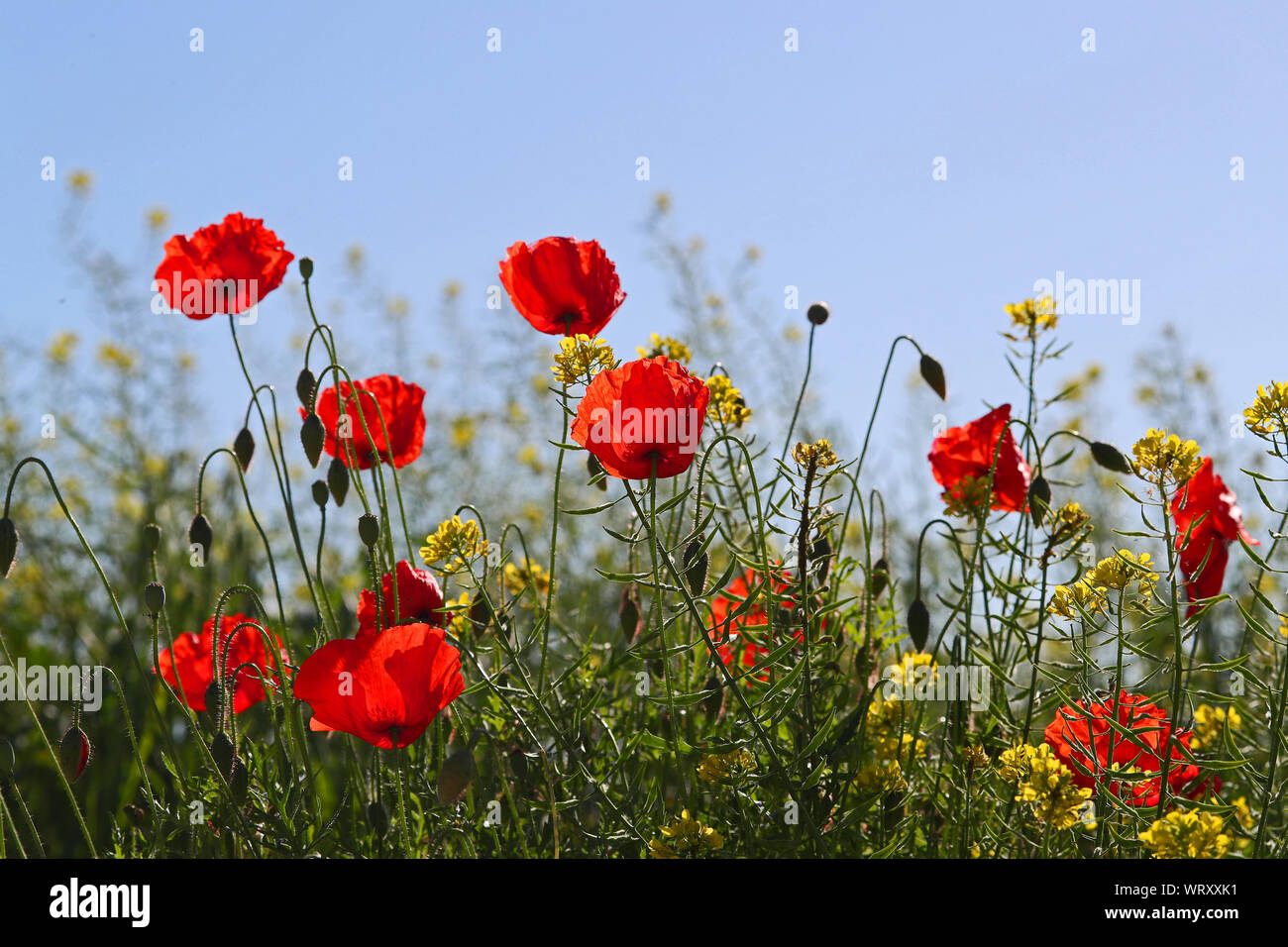Poppies flowering Latin papaver rhoeas with the light behind in Italy ...