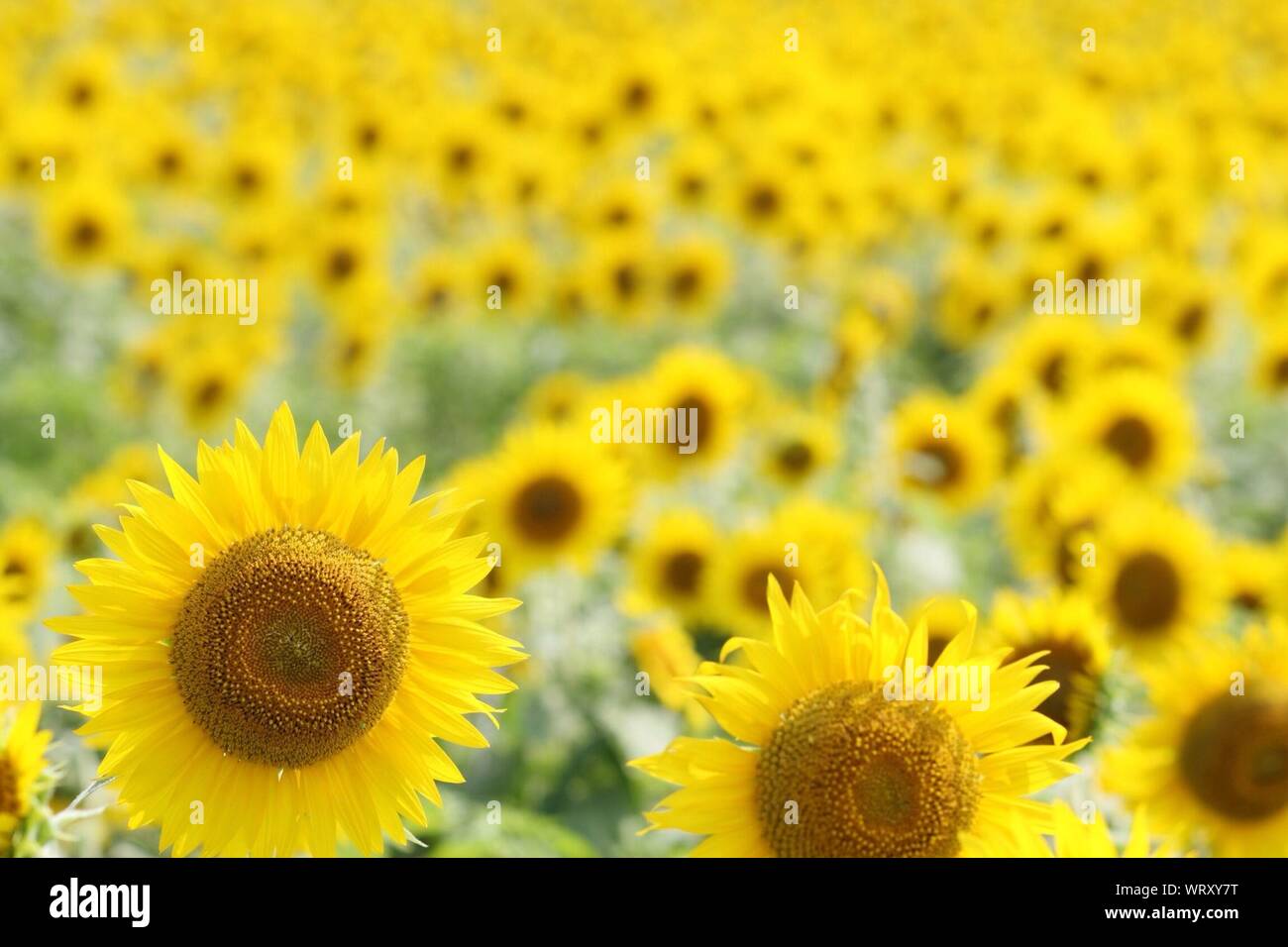 Full Frame Shot Of Sunflower Fields Stock Photo