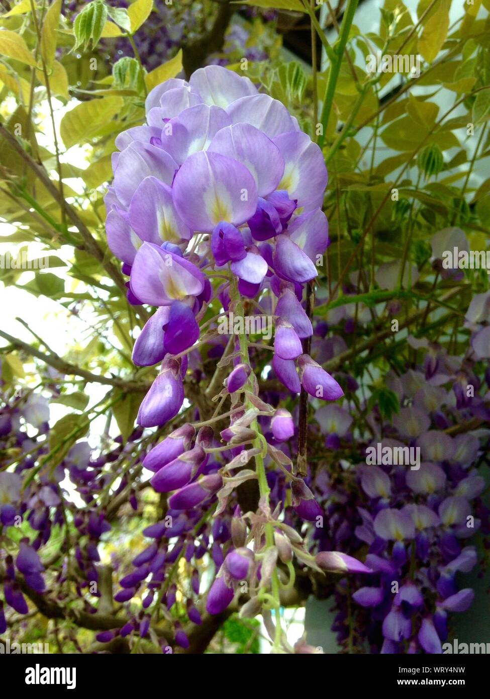 Purple hanging wisteria hires stock photography and images Alamy