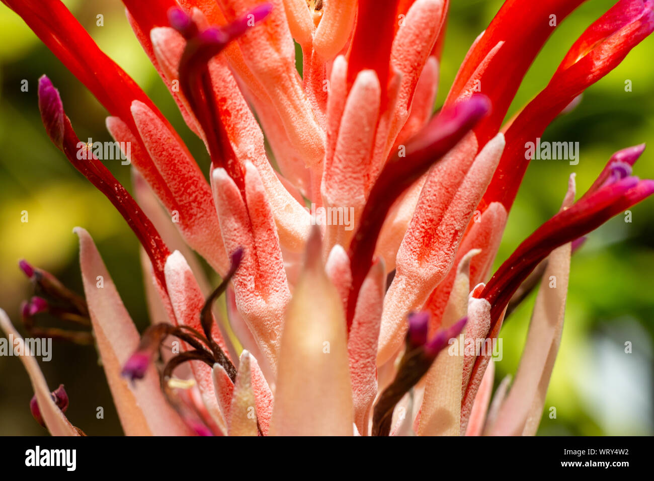 Bromeliad flower blooming in blurred garden, Close up and Marco shot Stock Photo