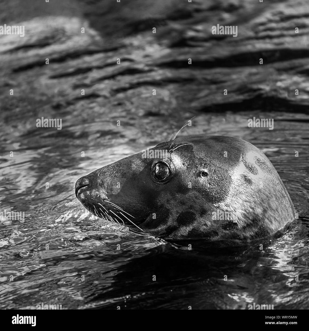 Sea otter Black and White Stock Photos & Images - Alamy