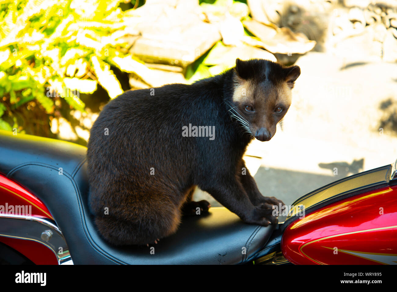Asian Palm Civet (Luwak) - Indonesia Stock Photo