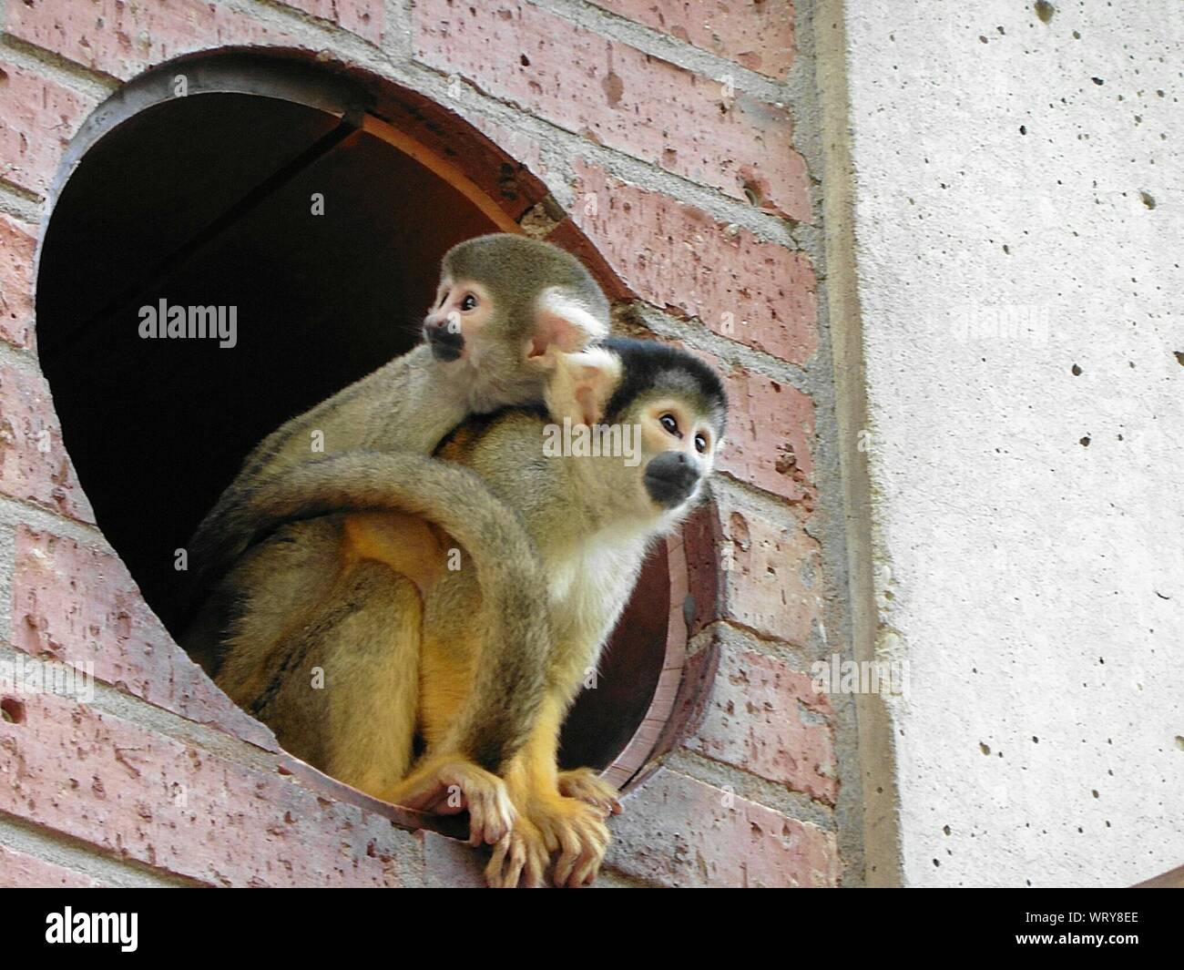 Monkey Carrying Baby On Back Stock Photo Alamy Monkey Carrying Baby On Back Stock Photo Alamy