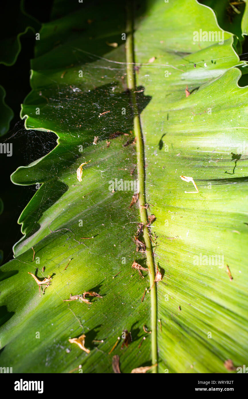 red maple bonsai tree 46 Year Old Rhode Island Red Japanese Maple Bonsai Tree main image 1