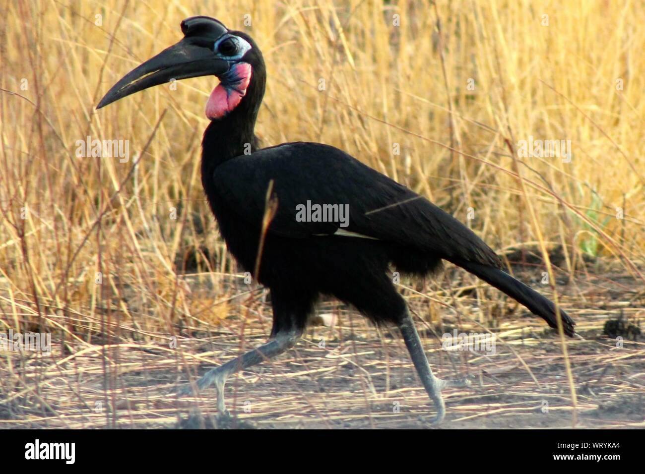 Abyssinian Ground Hornbill By Plants Stock Photo