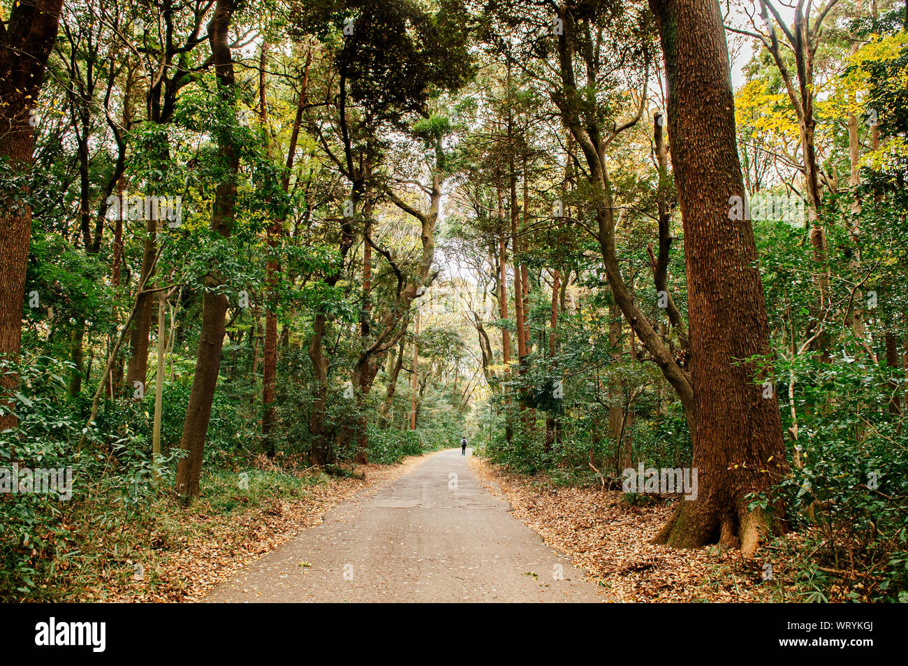Small Empty Peaceful Road Among Big Trees In Lush Green Forest At Meiji Jingu Shrine Park Tokyo Green Space Stock Photo Alamy