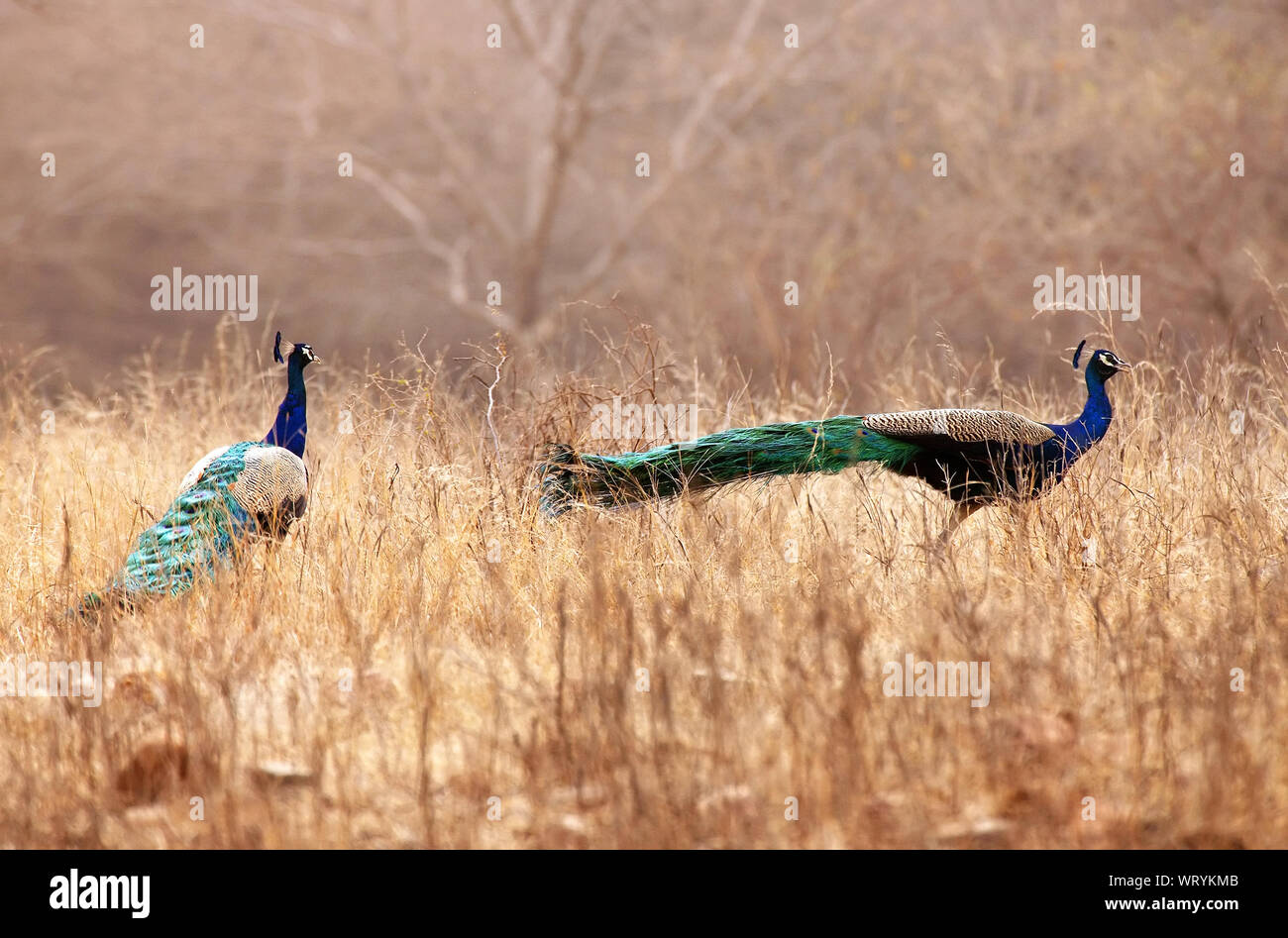 Indian peacocks hi-res stock photography and images - Alamy