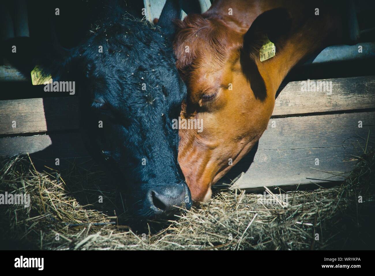 Cow front close up hi-res stock photography and images - Alamy