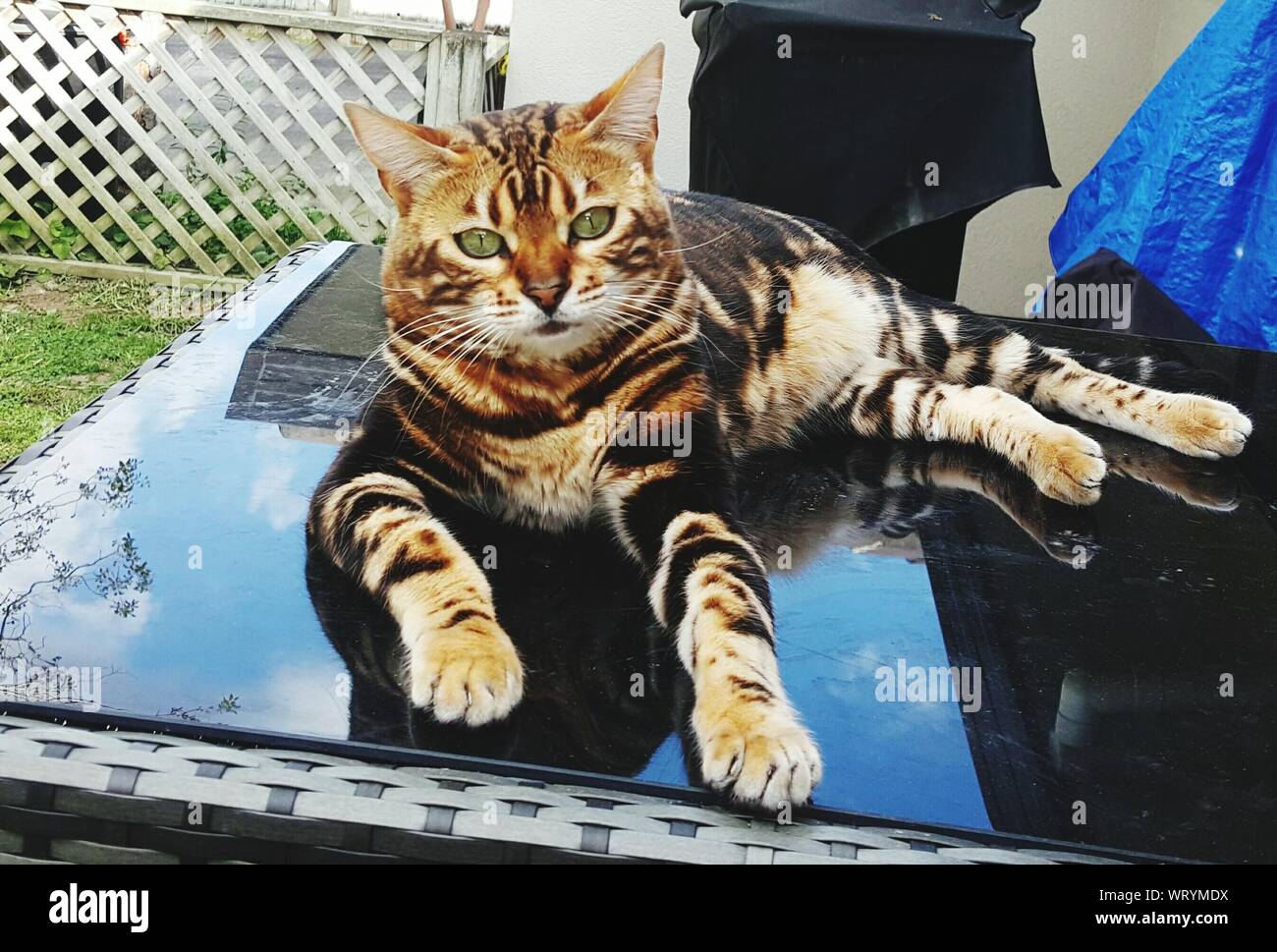 cat from under glass table
