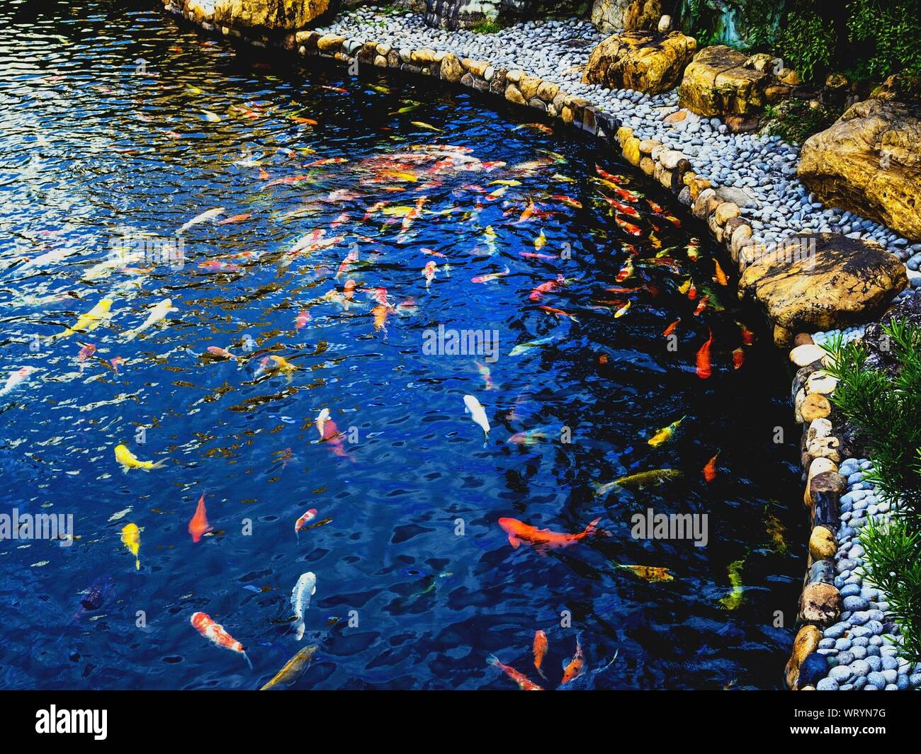 High Angle View Of Koi Carbs Swimming In Pond Stock Photo
