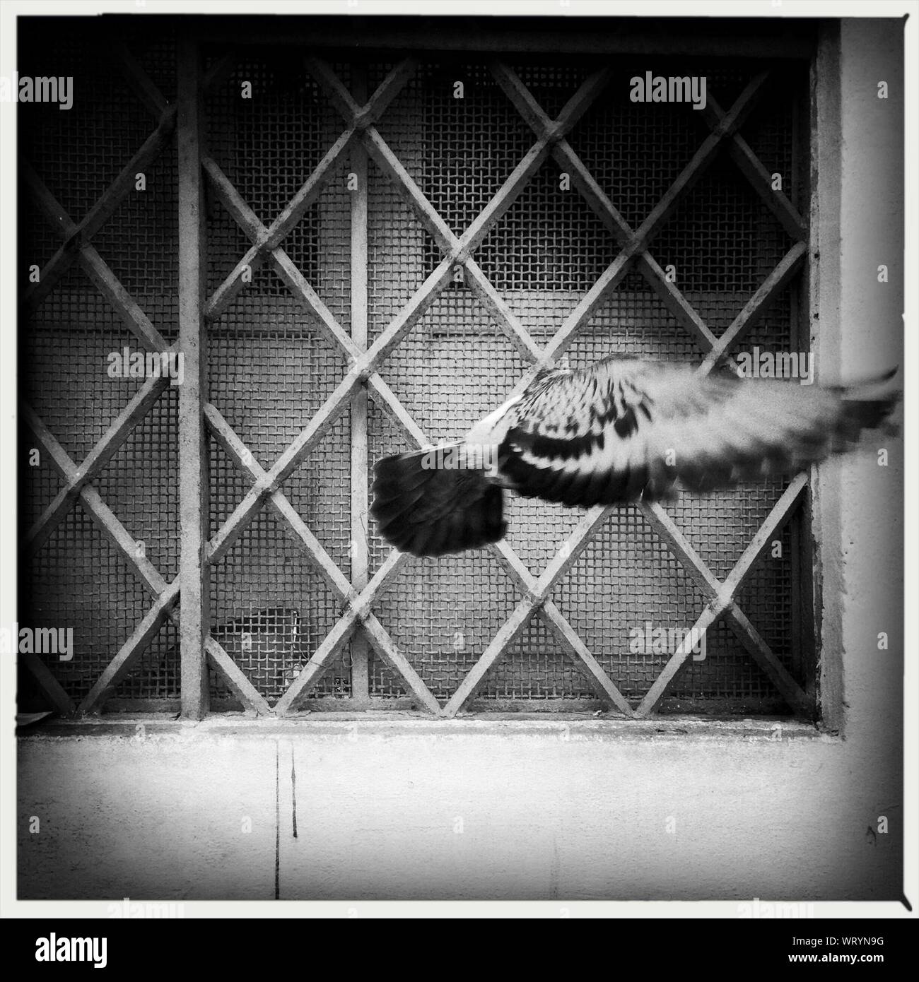 Bird flying into window hires stock photography and images Alamy