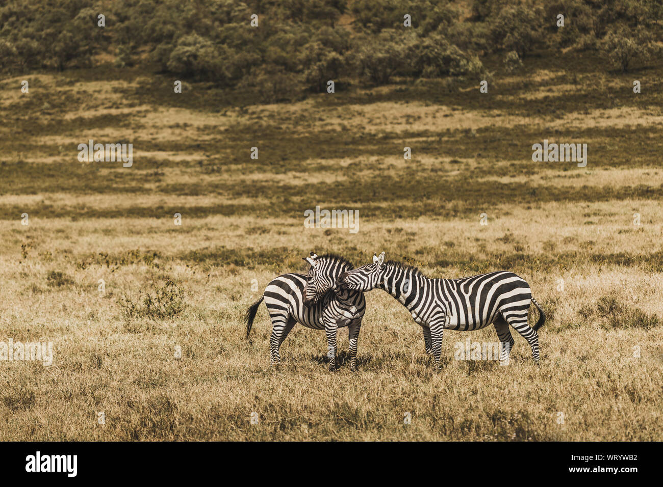 Couple of zebras in savanna on safari in Kenya national park. Harmony in nature. Love wild animals. Stock Photo