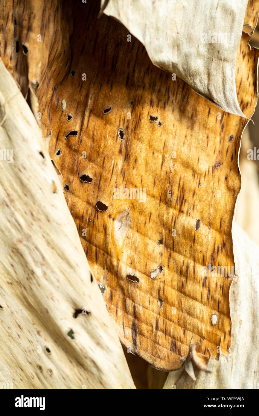 Dry and Withered banana leaves texture, Close up & Macro shot, Abstract pattern background, Thai fruit Stock Photo